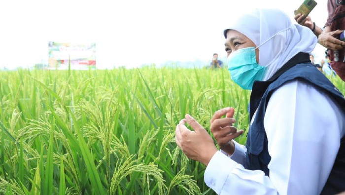 gubernur khofifah