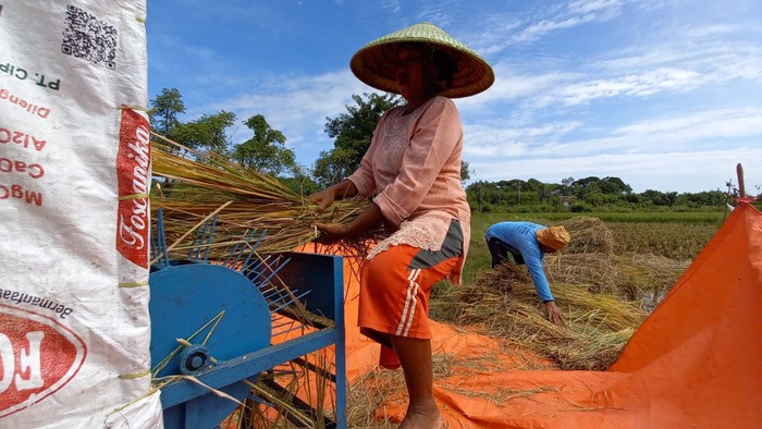 Petani panen padi