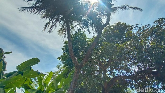 Pohon kelapa bercabang 9 di Jepara, Senin (22/3/2021).