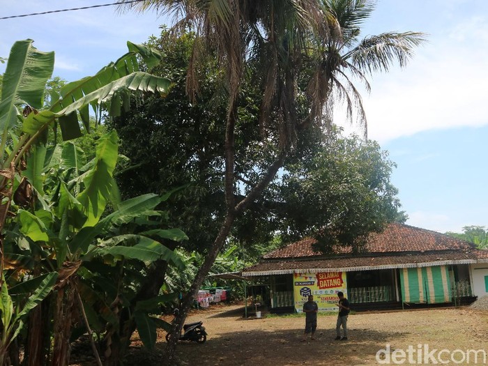 Pohon kelapa bercabang 9 di Jepara, Senin (22/3/2021).