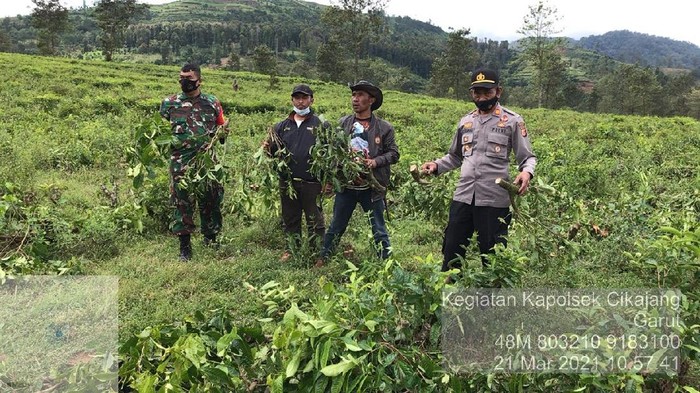 Polisi melakukan olah TKP di lokasi penebangan pohon.