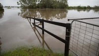 Sawah dan ladang di Old Pitt Town terendam banjir. AP Photo/Mark Baker.