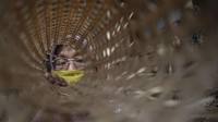 Sebelumnya, Menko Bidang Kemaritiman dan Investasi Luhut B. Pandjaitan pada Pembukaan Kampanye Gerakan Nasional Bangga Buatan Indonesia (Gernas BBI) dan Bangga Berwisata Indonesia (BWI) bertajuk Eksotisme Lombok mengatakan bahwa produk lokal NTB diminati oleh pasar mancanegara.   
