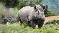 Di Namibia, program pelestarian satwa liar pemerintah memindahkan badak ke peternakan dan suaka di komunitas terpencil. Penduduk lokal dilatih sebagai penjaga badak, yang membantu meningkatkan ekonomi lokal dan menjaga keamanan hewan.