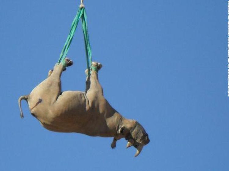 Potret Badak-badak yang Terbang Terbalik