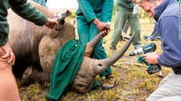 Sebelum terbang, badak ditenagnkan dulu. Para konservasionis menyukai pengangkutan udara terbalik karena lebih cepat, lebih mudah, dan lebih murah daripada opsi tandu. Tapi, hingga saat ini, belum jelas akan pengaruh dari cara ini.