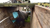 Pengangkutan badak di Afrika