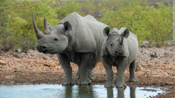 Pemerintah Namibia meminta tim peneliti di Fakultas Kedokteran Hewan Cornell untuk menyelidiki praktik tersebut. Hasilnya diterbitkan pada bulan Januari dan itu sangat mengejutkan. Pemerintah Namibia meminta tim peneliti di Fakultas Kedokteran Hewan Cornell untuk menyelidiki praktik tersebut. Hasilnya diterbitkan pada bulan Januari dan itu sangat mengejutkan.