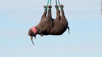 Ternyata, beginilah cara terbaik mengangkut badak di Afrika. Hewan-hewan terancam punah karena pemburu ini diangkat terbalik menggunakan helikopter.