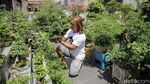 Budidaya Bonsai Mini Raup Cuan Puluhan Juta Lho