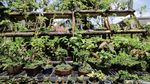 Budidaya Bonsai Mini Raup Cuan Puluhan Juta Lho