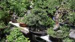 Budidaya Bonsai Mini Raup Cuan Puluhan Juta Lho