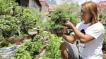 Budidaya Bonsai Mini Raup Cuan Puluhan Juta Lho