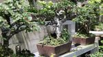 Budidaya Bonsai Mini Raup Cuan Puluhan Juta Lho