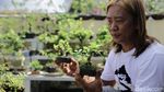 Budidaya Bonsai Mini Raup Cuan Puluhan Juta Lho