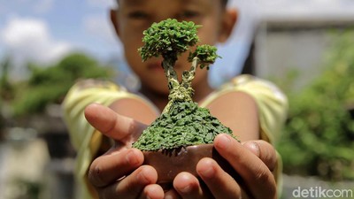 Budidaya Bonsai Mini Raup Cuan Puluhan Juta Lho