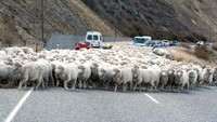 Jumlah penduduk New Zealand  sekitar 4,4 juta penduduk. Menurut sensus Statista per 2019, ada 26,71 juta domba yang hidup di sana. (Getty Images/iStockphoto)