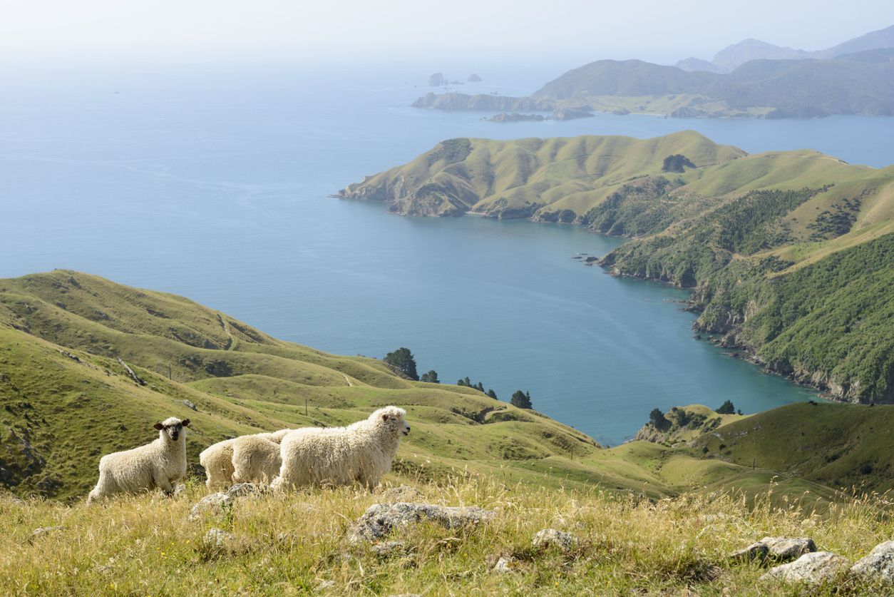 Domba di New Zealand