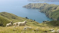 Di pinggir jalan sampai ke bukit-bukit, hampir semuanya dihuni oleh domba liar. (Getty Images/iStockphoto)