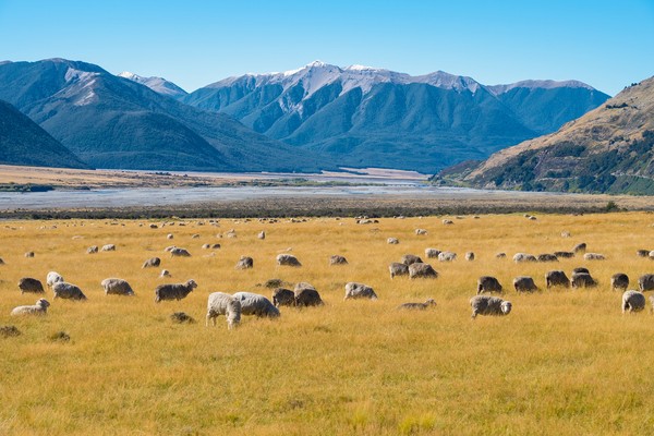 Kalau jalan-jalan ke sini, jangan heran ya jika bertemu dengan gerombolan domba. (Getty Images/iStockphoto)