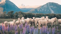 Domba sendiri sudah jadi bagian dari atraksi wisata New Zealand. Tak sedikit yang datang ke New Zealand hanya untuk memotret alam dan domba-domba liar. (Getty Images/iStockphoto)