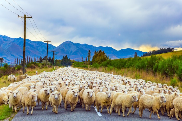 Domba di New Zealand