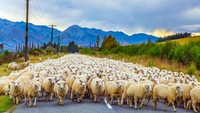 Mereka akan dengan santai melintasi jalan raya atau menyebrang dari satu padang ke padang lain lewat jalan raya.  (Getty Images/iStockphoto)