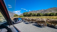 Seringkali domba-domba ini bikin macet jalanan.  (Getty Images/iStockphoto)