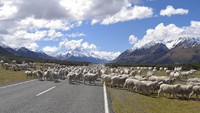 Negara ini adalah New Zealand. Ya, New Zealand punya lebih banyak domba dari manusia. (Getty Images/iStockphoto)
