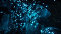 Warna biru menyala itu adalah perutnya yang sedang mencerna makanan. (Getty Images/iStockphoto)