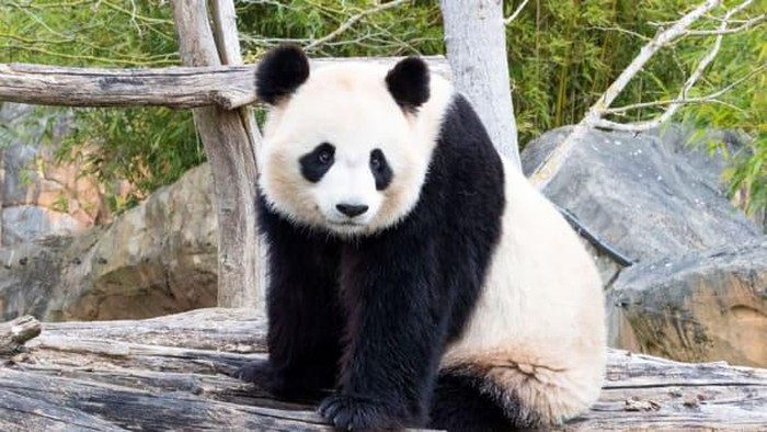 Huan Huan (panda betina) dan Yuan Zi (panda jantan)
