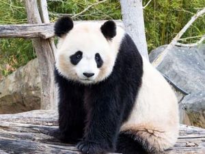 Panjat Tembok Kabur dari Kandang, Ini Dia Kungfu Panda di Dunia Nyata