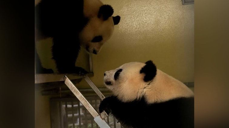 Huan Huan (panda betina) dan Yuan Zi (panda jantan)