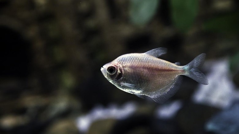 Glassfish or barbs in a freshwater aquarium
