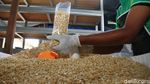 Keren! Santri Ponpes di Depok Ini Produksi Tempe Lho
