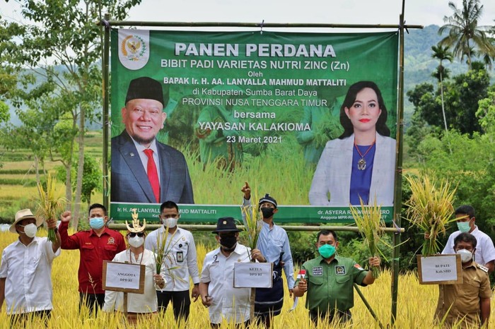 ﻿Ketua DPD RI AA LaNyalla Panen Raya di Desa Taba Tana, Weekelosawa, Sumba Barat Daya,