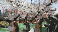 Tak hanya di Tokyo, momen mekarnya bunga sakura juga dapat dilihat di Wuhan, Seoul dan Pulau Jeju di Korea Selatan, hingga Taichung dan Nantou di Taiwan.  