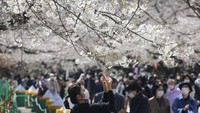 Seorang pengunjung mengambil foto bunga sakura di Tokyo, Selasa (23/3/2021) waktu setempat.  