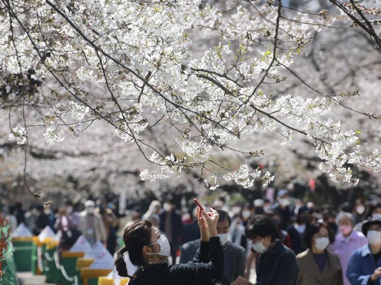 Terpukau Indahnya Sakura Saat Bermekaran di Tokyo