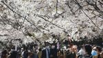 Terpukau Indahnya Sakura Saat Bermekaran di Tokyo