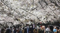 Tak sedikit warga yang keluar rumah untuk menyaksikan bunga-bunga sakura yang bermekaran di wilayah Tokyo.  