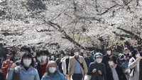 Diketahui musim semi kerap ditandai dengan bermekarannya bunga sakura.  