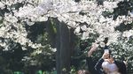 Terpukau Indahnya Sakura Saat Bermekaran di Tokyo