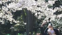 Momen mekarnya bunga-bunga sakura ini kerap dijadikan latar bagi pencinta foto lho.  
