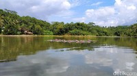 Situ Wangi ini terletak di Dusun Hayawang, Desa Winduraja, Kecamatan Kawali, sekitar 20 kilometer dari Kota Ciamis. Penampakan danau ini cukup cantik dan menyejukkan mata. (Dadang Hermansyah/detikTravel)