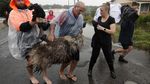 Aksi Selamatkan Hewan Peliharaan dari Kepungan Banjir Australia