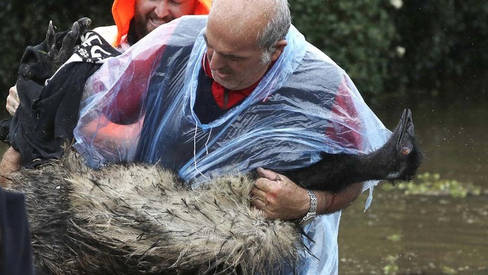 Paul Zammit, center, and Ken Fisk, left, carry Zammit's pet emu, Gookie, after rescuing her from floodwater in Windsor, northwest of Sydney, New South Wales, Australia, Tuesday, March 23, 2021. Hundreds of people have been rescued from floodwaters that have isolated dozens of towns in Australia's most populous state New South Wales and forced thousands to evacuate their homes as record rain continues to inundate the country's east coast. (AP Photo/Rick Rycroft)