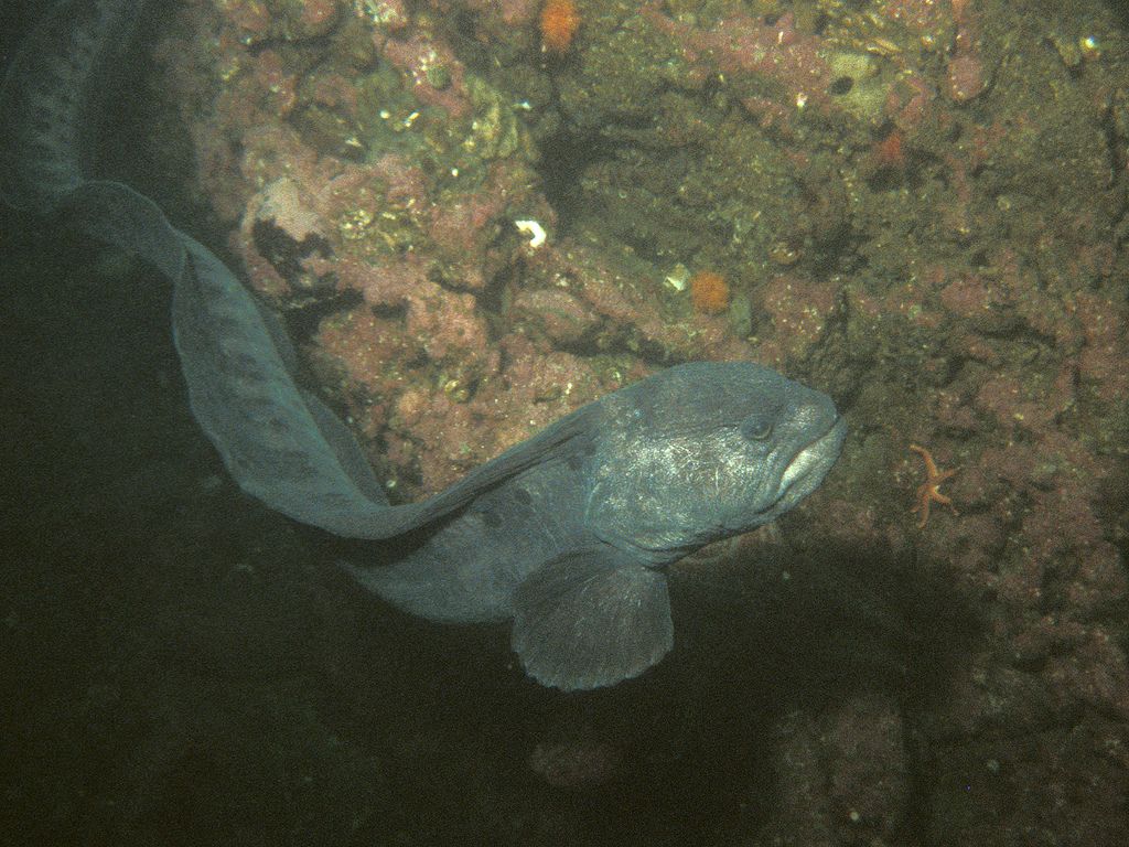 Belut serigala