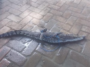 Buaya yang Berkeliaran di Persawahan Bojonegoro dari Mana Datangnya?