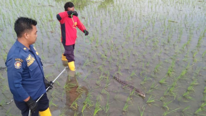 buaya di bojonegoro